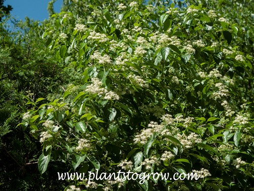 Gray Dogwood (Cornus racemosa)
